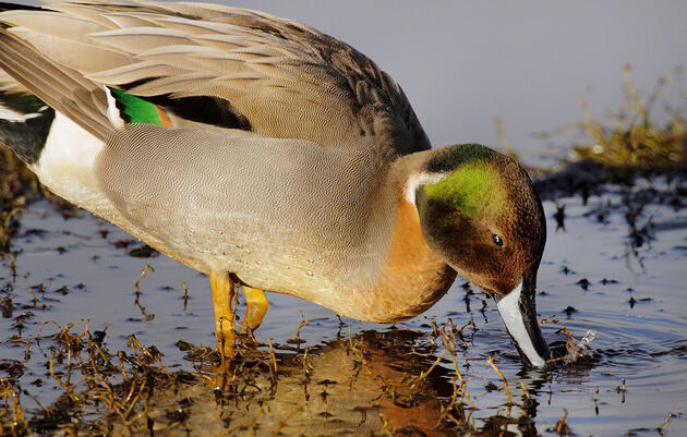 Which Birds Produce the Most Hybrids?