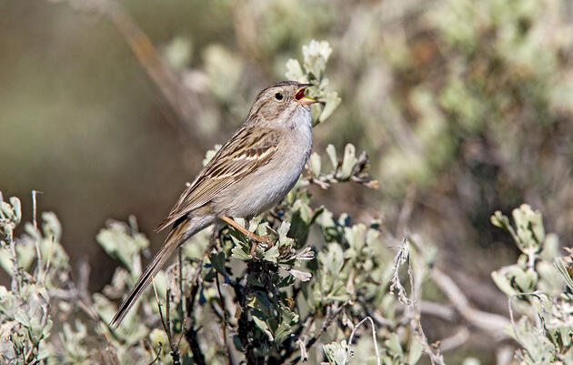 Listen to the Elaborate Song of the Brewer's Sparrow