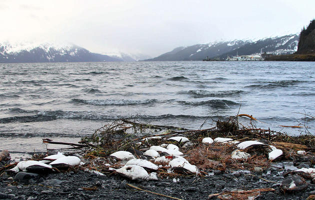 In Alaska, Starving Seabirds and Empty Colonies Signal a Broken Ecosystem
