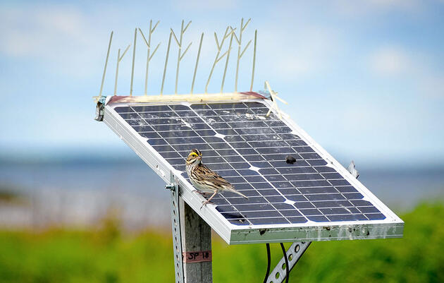 An Experiment to Teach Sparrows New Songs Proved a Wild Success