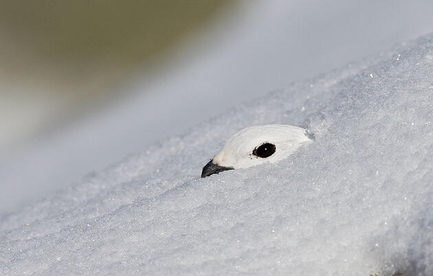 Snow Caves Keep Ptargimans Cozy on Cold Winter Nights