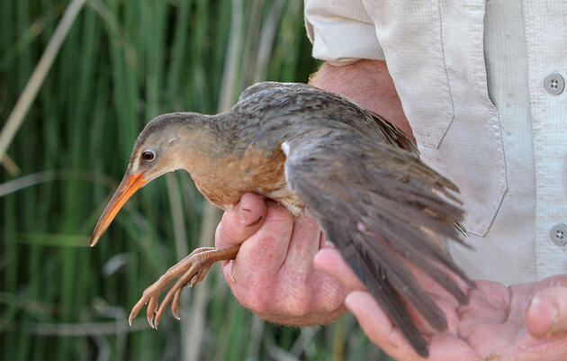 What It's Like to Catch and Band a Yuma Ridgway’s Rail