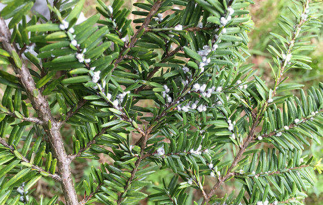 Migrating Birds May Be Spreading an Invasive Pest That Decimates Forests