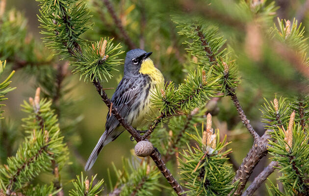 The Kirtland’s Warbler Has Recovered, But the Hard Work of Saving It Will Never Stop