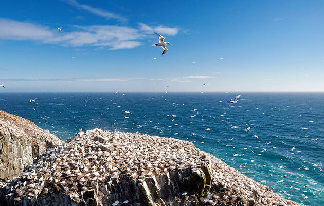 The Best Places to See Seabirds Without Getting Seasick 