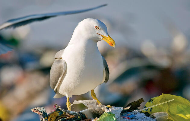 Righting the Record for the World’s Premier Trash Birds