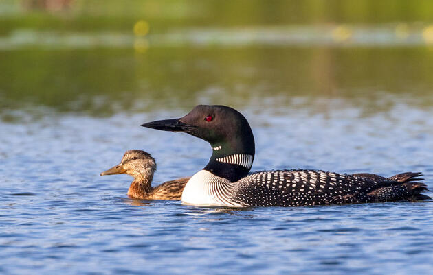 A Mallard Duckling Is Thriving—and Maybe Diving—Under the Care of Loon Parents 