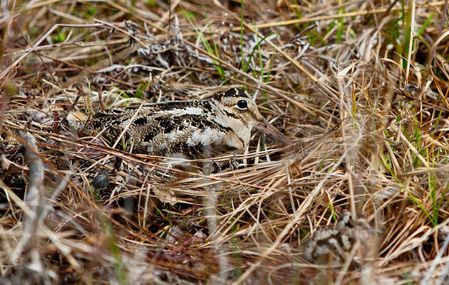 Meet the Hunters—and Their Dogs—Who Spend Spring Tracking Woodcock Chicks 