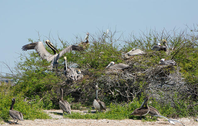 Scenes From the Texas Coast, Where Nesting Birds Abound 