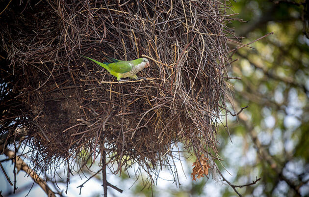 Exotic Parrot Colonies Are Flourishing Across the Country
