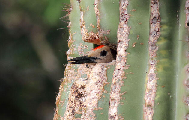 House Hunting Is a Prickly Affair in the Arizona Desert