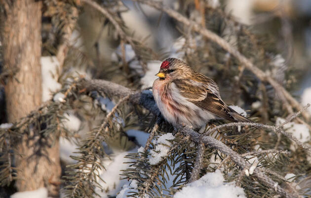 First Nations and Canada Partner to Establish Protection of 6 Million Acres