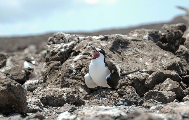 Sooty Tern Vomit Tells a Worrisome Story  