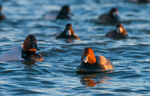 A Greener, Cleaner Chesapeake Is a Boon for Birds