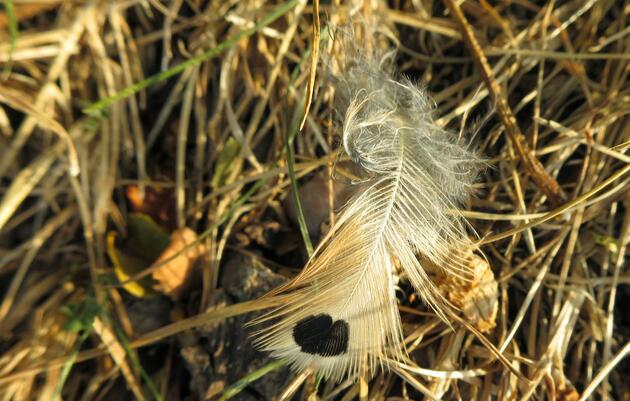 Lights Out Chicago and Minneapolis