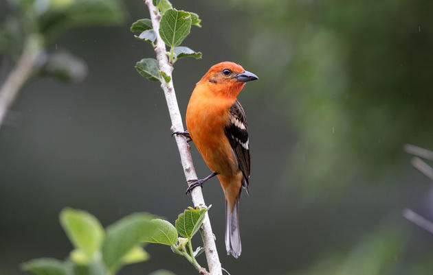 Mountain Birds Need to Move Even Higher to Survive