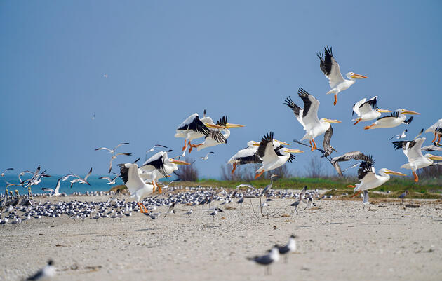 Several large American White Pelicans take flight on an island, while a large group of other waterbirds congregate on the beach in the background.