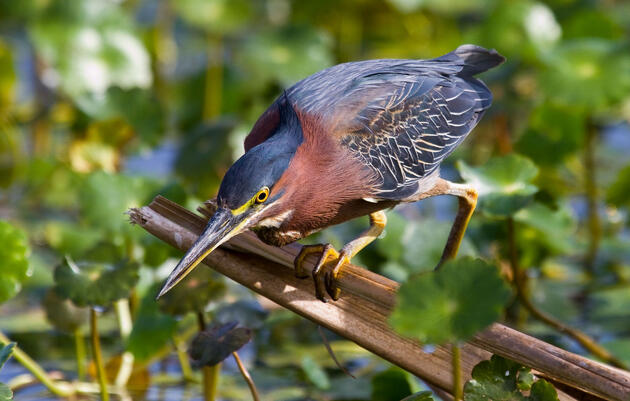 Green Heron. Mark Eden/Great Backyard Bird Count