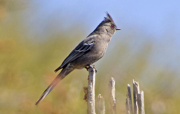 Phainopepla. Elaine Padovani/Great Backyard Bird Count
