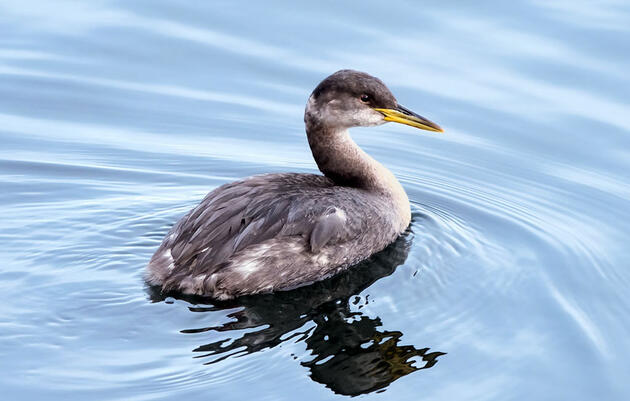 This odd little Red-necked Grebe took a liking to the Central Park reservoir in New York City after being released by the Wild Bird Fund. We're friends now. Felipe Pimentel