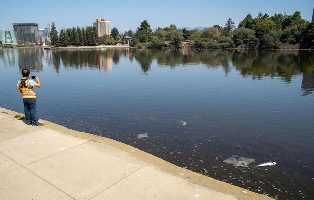 A man standing on the sidewalk takes a picture of dead fish floating at the top of a lake, the city in the distance.