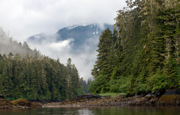 Plan to Lift Roadless Protections Will Likely Cause Extinctions in Alaska’s Tongass