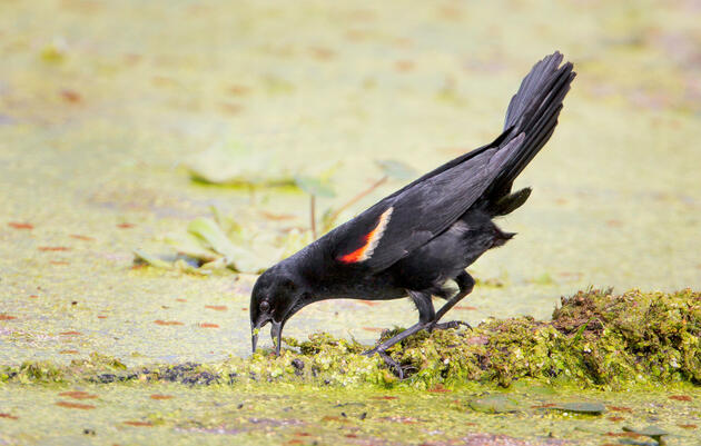 Blackbirds Are Built For a Distinctive Feeding Style Known as ‘Gaping’