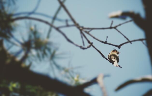 Noah's view of the Tufted Flycatcher. Noah Strycker