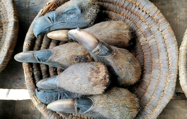 Growing Demand for Vulture Heads Threatens the Birds’ Survival in Africa