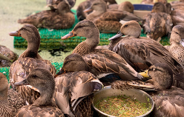 A Disease Outbreak in California Has Killed an Estimated 40,000 Birds