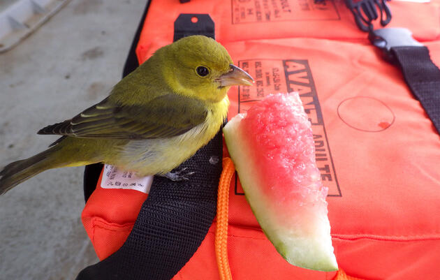 Homeslice feeds on fruit atop of the R/V Atlantis's life jackets. Shana Goffredi