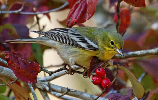 Celebrate Native Plants Week with Audubon