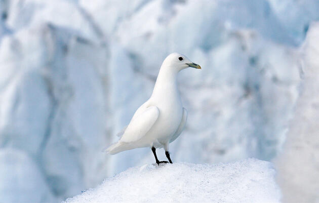 Birdist Rule #42: Discover the Thrill of Chasing a Rare Bird 