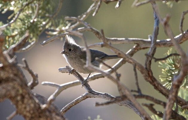 Audubon Members Focus on Their Favorite Bird Photos