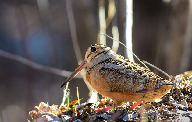 American Woodcock. David Nelson/Alamy