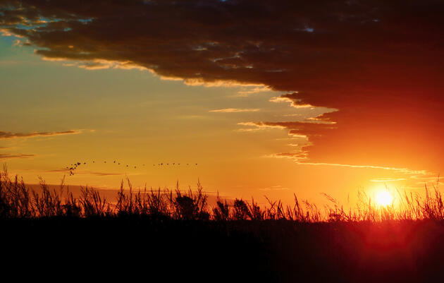 A squadron of American White Pelicans flies north away from the Little Salt Marsh at sunrise. Quivira National Wildlife Refuge, Kansas. Ryan Moehring / USFWS