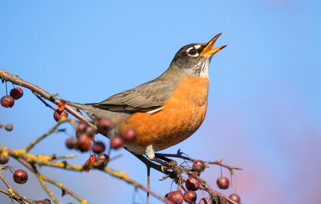 As Coronavirus Sows Turmoil and Fear, Seeking Solace in Nature's Calendar 