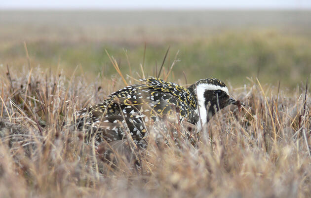 An American Golden-Plover performs a distraction display to deter a potential predator near its nest in Barrow, Alaska. Vojtěch Kubelka