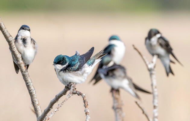 Tree Swallows in the Central Valley region of California. Cultura Creative/Alamy