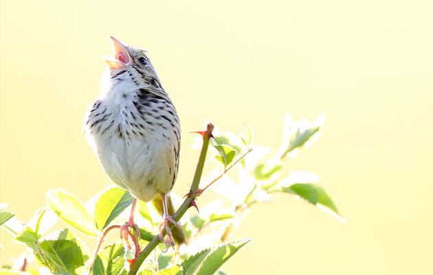 A Sparrow-Sized Mystery, Solved