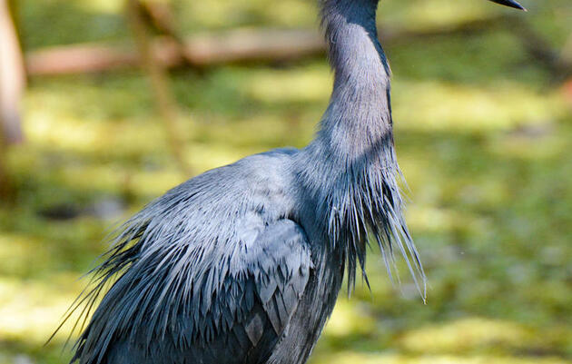 Mississippi: Massive Project to Drain Mississippi Flyway Wetlands Threatens 250+ Bird Species