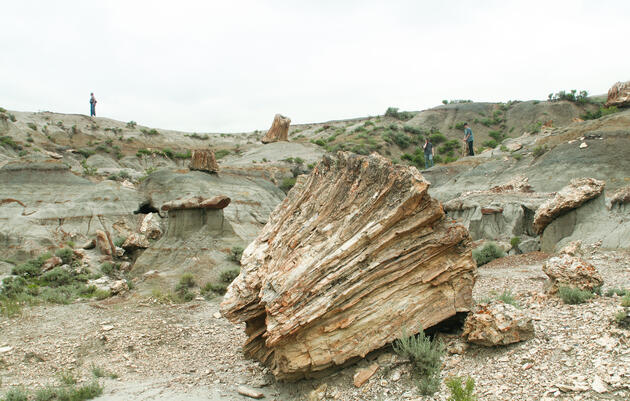 Birding in North Dakota