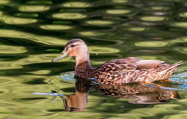 Gain a Duck, Lose a Crow: the 2020 Updates to North American Bird Names