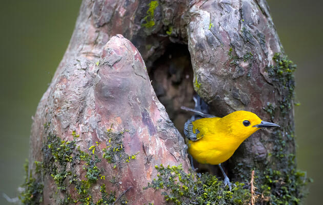 A bright yellow Prothonotary Warbler emerges from a cavity in a mossy cypress knee, a woody structure that grows near the base of a cypress tree.