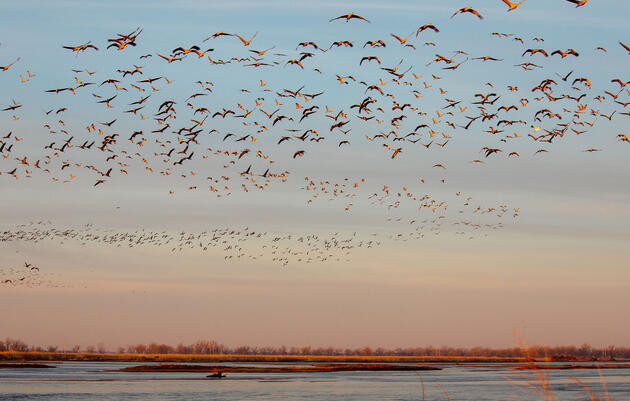 explore bird cam