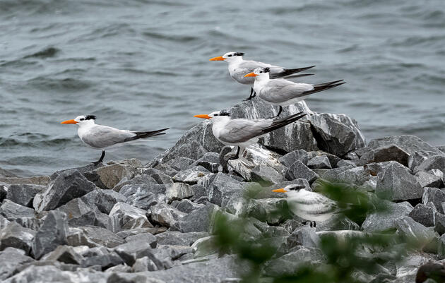 In Virginia, a Race to Ready New Nesting Sites for 20,000 Returning Seabirds