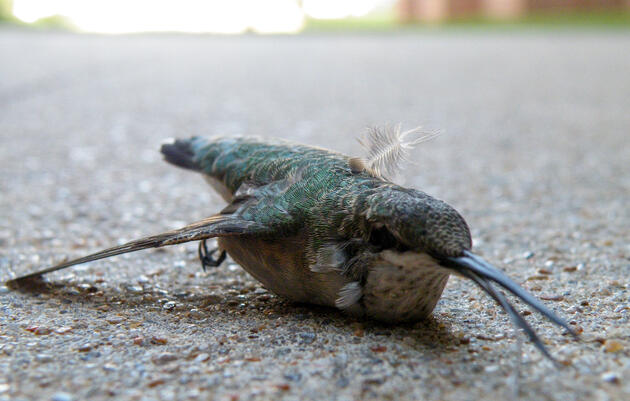 Ruby-throated Hummingbird killed from a building collision. Tim O'Connell