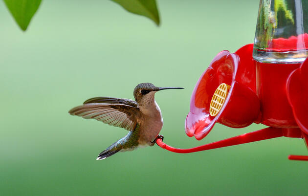 How to Keep Your Hummingbird Feeder Free from Pests
