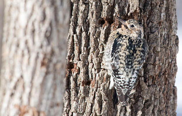 Los fabricantes de jarabe de arce convierten sus bosques en hábitats óptimos para las aves cantoras