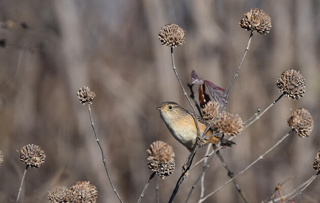 The Christmas Bird Count Is a Window to a Changing World